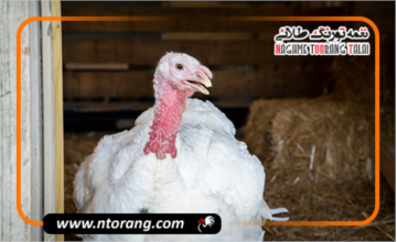 مدیریت تغذیه برای افزایش وزن گوشت بوقلمون